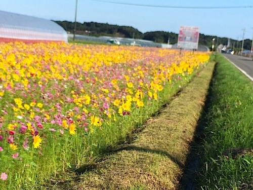 木原のヒマワリ