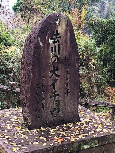 去川の大イチョウ