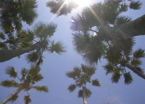 ワシントニアパーム